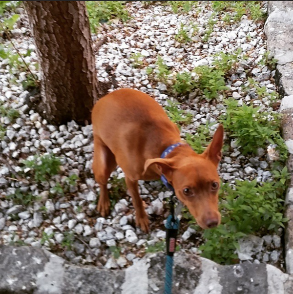 Screen Shot 2015-12-01 at 7.22.05 AM